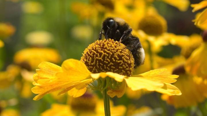 Бензальдегид и его применение в пчеловодстве